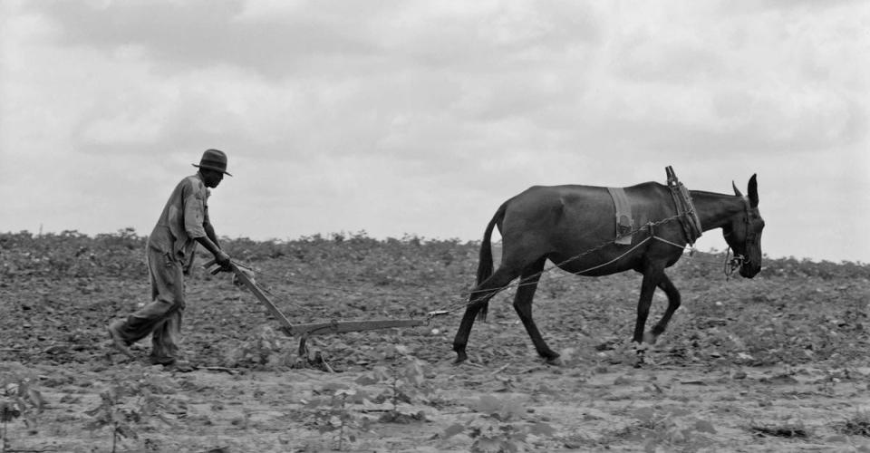 An African American farmer plowing a field with a mule.